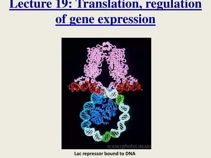 lecture 19 translation regulation of gene expression