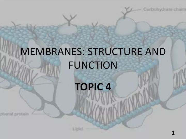 membranes structure and function