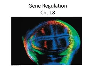 Gene Regulation Ch. 18
