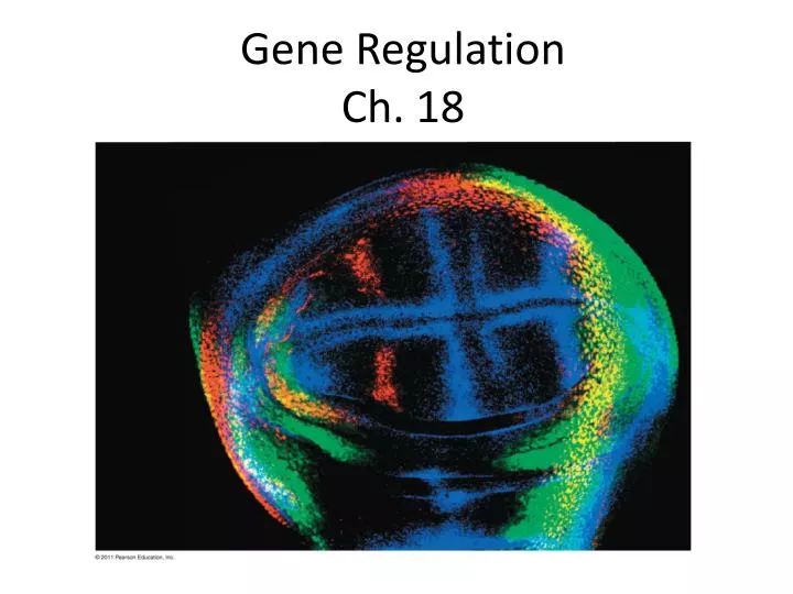 gene regulation ch 18