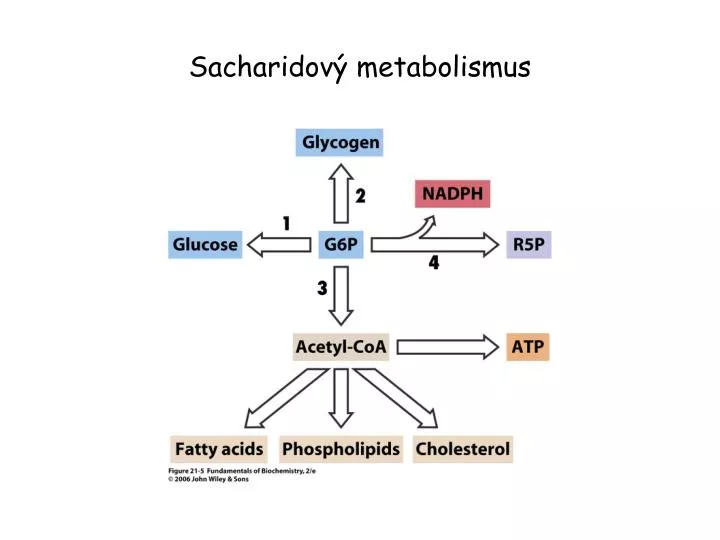 sacharidov metabolismus