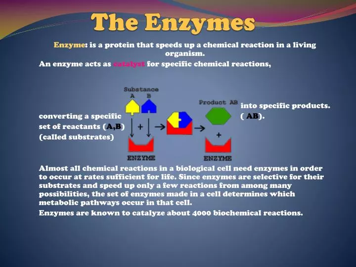 the enzymes