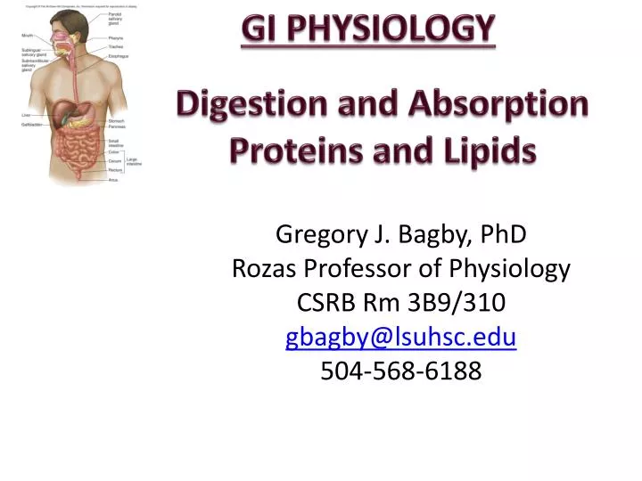 digestion and absorption proteins and lipids
