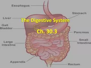 the digestive system