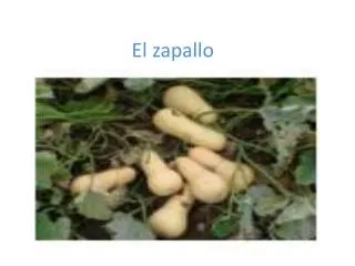 el zapallo