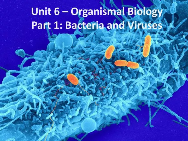 unit 6 organismal biology part 1 bacteria and viruses