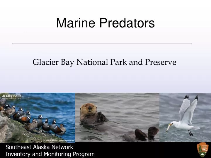 marine predators