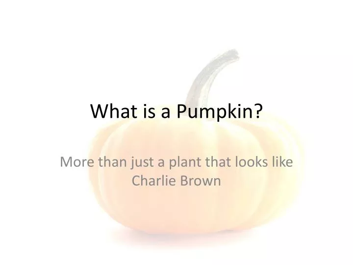 what is a pumpkin