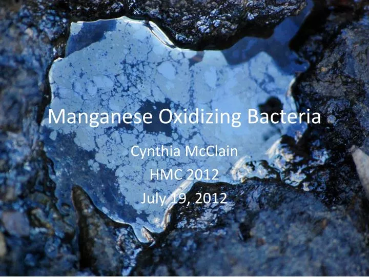 manganese oxidizing bacteria