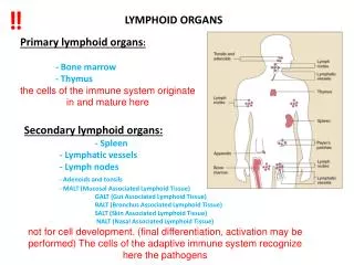Prim a r y lymphoid organs : 	- B one marrow 	- T hymus