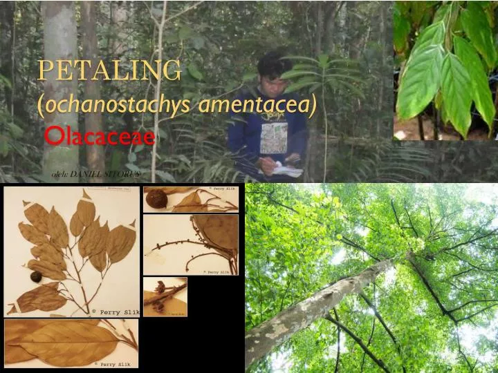 petaling ochanostachys amentacea olacaceae oleh daniel sitorus