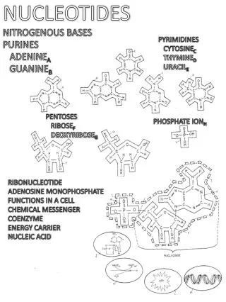 NUCLEOTIDES NITROGENOUS BASES PURINES ADENINE A GUANINE B