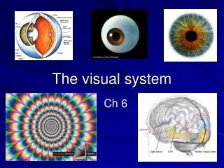 The visual system