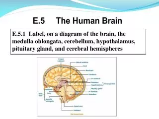 E.5 The Human Brain