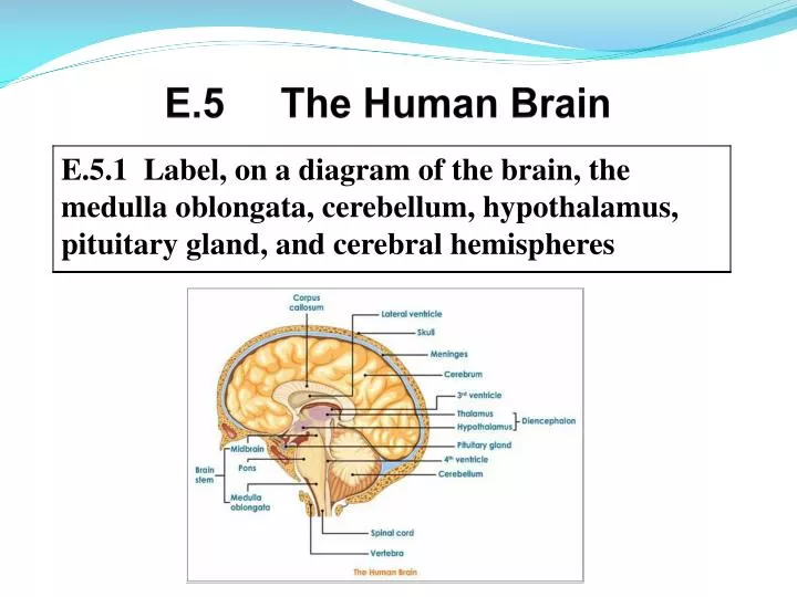 e 5 the human brain