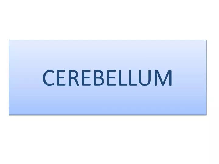 cerebellum