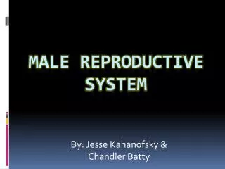 Male Reproductive System