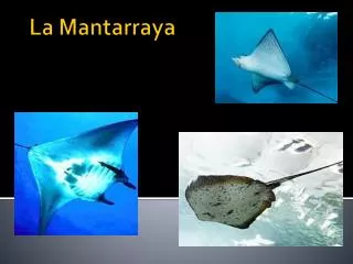 la mantarraya