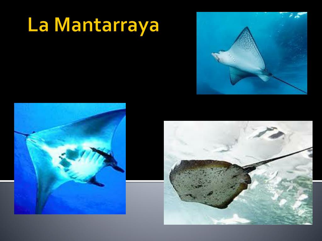 PPT - La Mantarraya PowerPoint Presentation, free download - ID:1937493