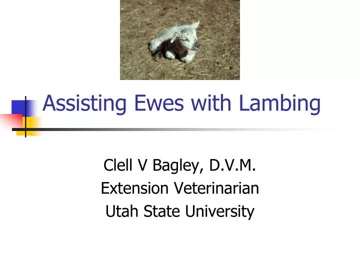 assisting ewes with lambing