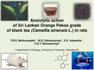 Anxiolytic action of Sri Lankan Orange Pekoe grade