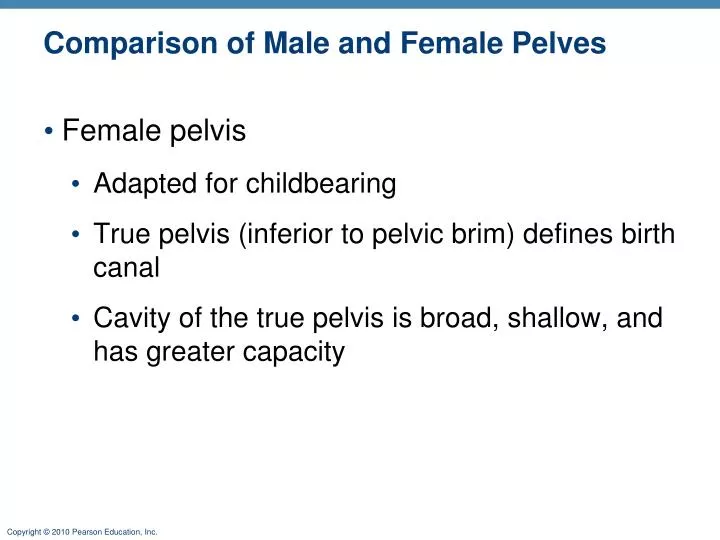 comparison of male and female pelves