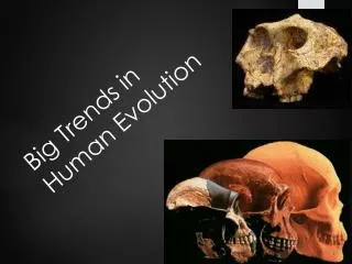 Big Trends in Human Evolution
