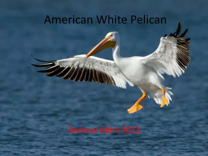 american white pelican