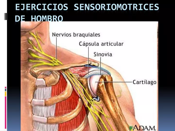 ejercicios sensoriomotrices de hombro