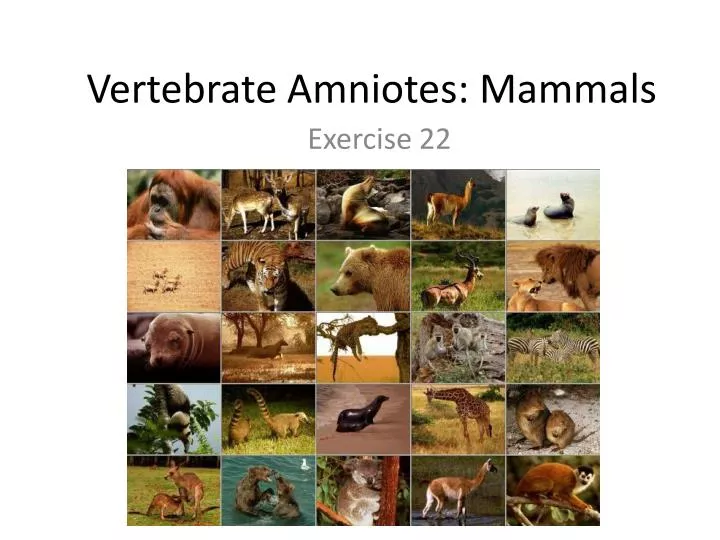 vertebrate amniotes mammals