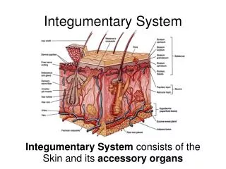 Integumentary System