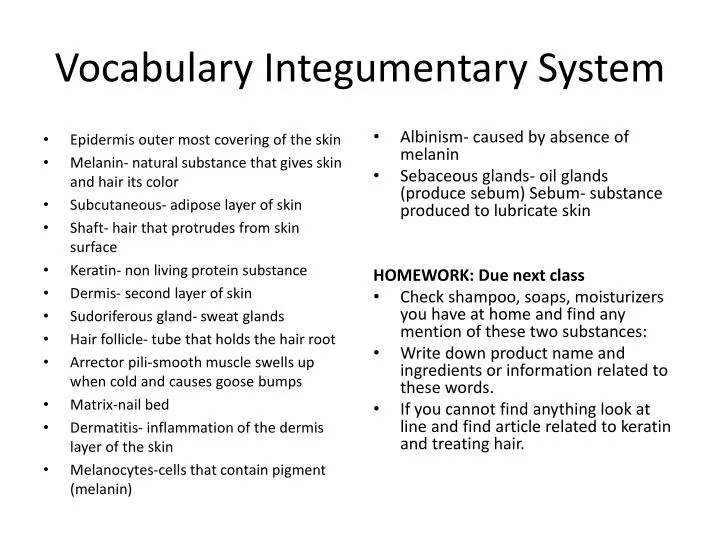 vocabulary integumentary system