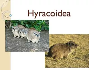 Hyracoidea