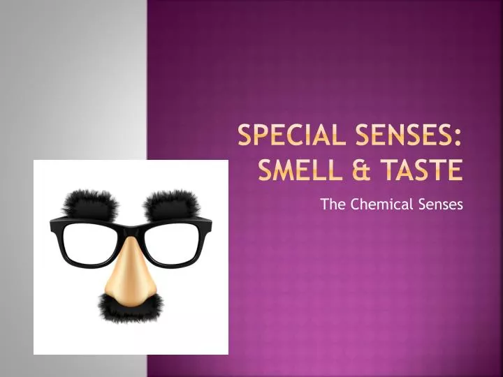 special senses smell taste