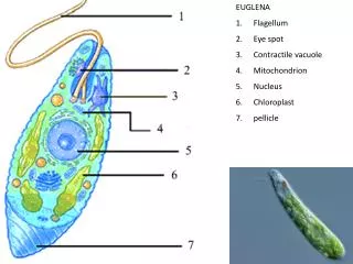 EUGLENA Flagellum Eye spot Contractile vacuole Mitochondrion Nucleus Chloroplast pellicle