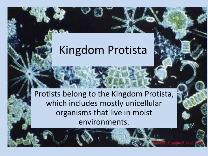 kingdom protista