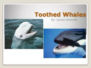 Toothed Whales