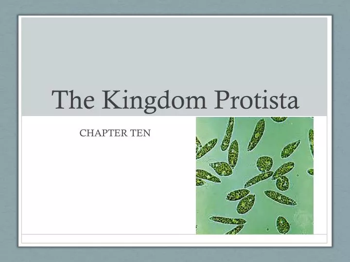 the kingdom protista
