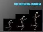 The Skeletal system