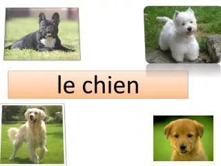 le chien
