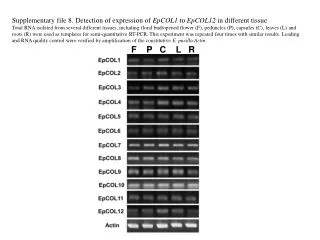 Supplementary file 8. Detection of expression of EpCOL1 to EpCOL12 in different tissue