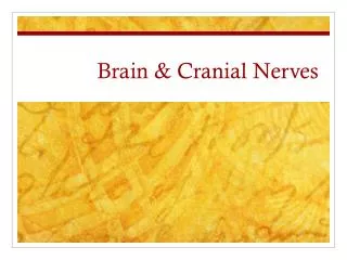 Brain &amp; Cranial Nerves