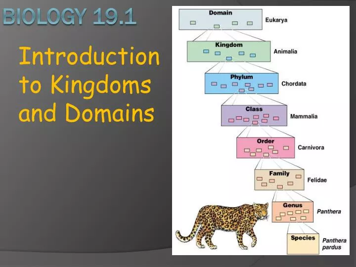 introduction to kingdoms and domains