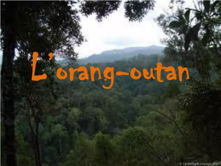 l orang outan