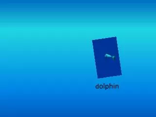 d olphin