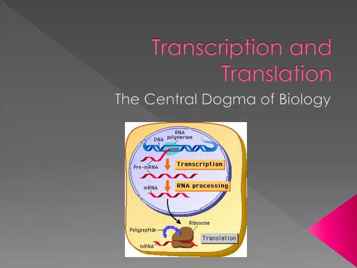 transcription and translation