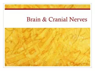 Brain &amp; Cranial Nerves