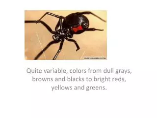 Quite variable, colors from dull grays, browns and blacks to bright reds, yellows and greens.