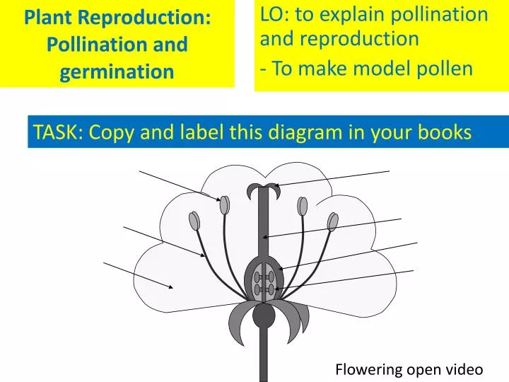 plant reproduction pollination and germination