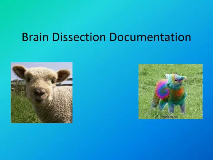 brain dissection documentation